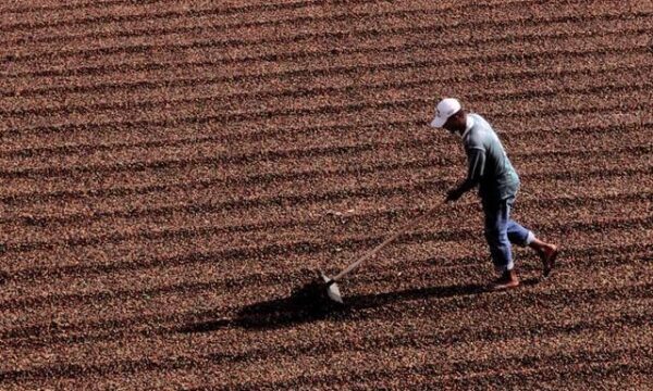 Colheita de café no Brasil chega a 78% e segue atrasada, aponta consultoria