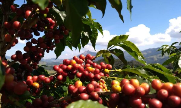 Chuva no fim da colheita ameaça qualidade do café, alerta Cepea
