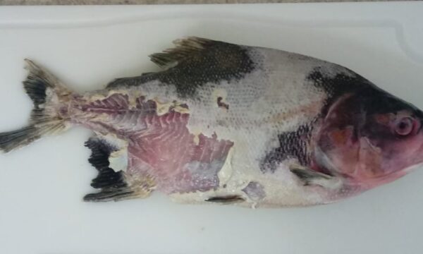 Bactéria que causa doença grave em peixes é identificada pela primeira vez no Brasil