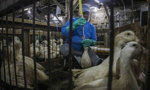 Veto ao foie gras no Brasil reacende tensão comercial com a França após acordo Mercosul-UE