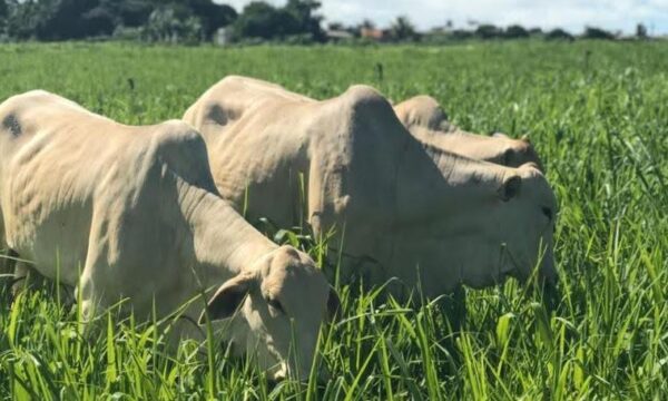 Baixa oferta sustenta preços do boi gordo em meio à lentidão nas negociações