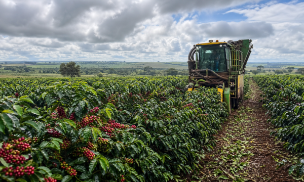 Colheita de café da Expocacer alcança 51% da safra 2026/27