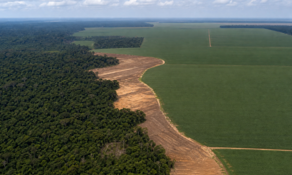 Estudo projeta mais 1,4 milhão de hectares desmatados sem Moratória da Soja