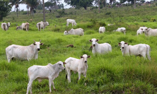 UE não flexibilizará exigências sanitárias para a carne brasileira, diz embaixador da Irlanda, que preside o bloco europeu