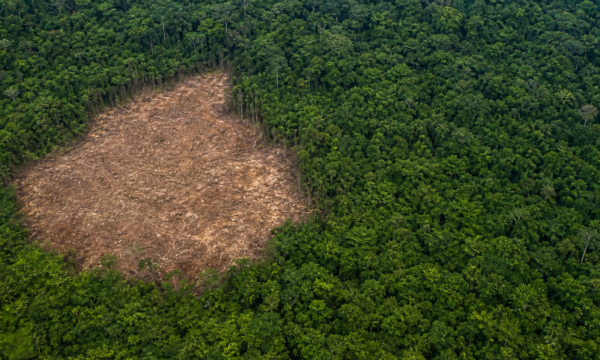 Imazon aponta queda de 10% no desmatamento da Amazônia no primeiro semestre