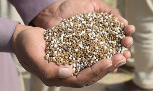 Arroz, café, trigo e mais: como a crise dos fertilizantes — em ano de El Niño — pode pressionar preços