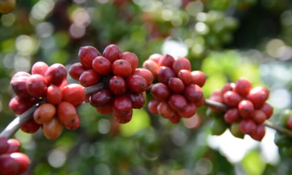 Espírito Santo lança mostra para vender café conilon de alta qualidade em grandes volume