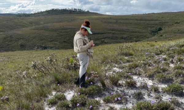 Estudo revela que polinizadores são essenciais para preservar canelas-de-ema no Cerrado