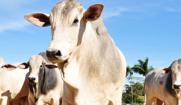 Dia de Campo apresenta estratégias para recuperar pastagens degradadas com foco na pecuária