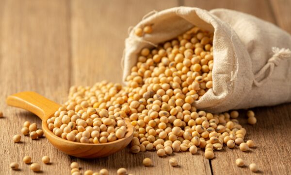Vem recorde aí? USDA projeta 186 milhões de t de soja para o Brasil na safra 26/27 e consultoria aponta que custos e preços decisivos