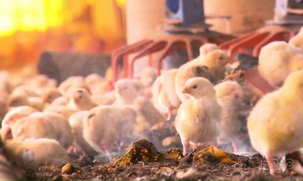Depois do foie gras, quais práticas de criação e abate de animais podem ser proibidas?