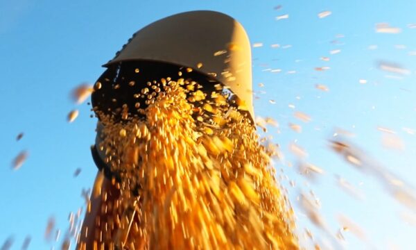 Soja: produtor se retrai e comercialização perde fôlego no Brasil
