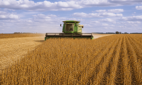 Mercado de soja recua no Brasil com pressão de Chicago após relatório do USDA