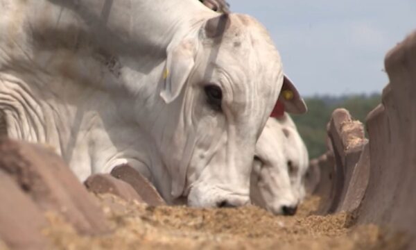 Aumento da demanda humana por soro de leite ‘empurra’ concentrado de soja para a ração animal